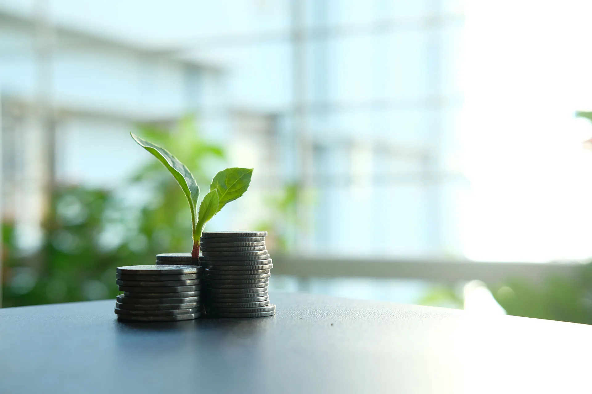  A small green plant sprouts out of three stacks of Canadian coins on a table in a brightly lit room