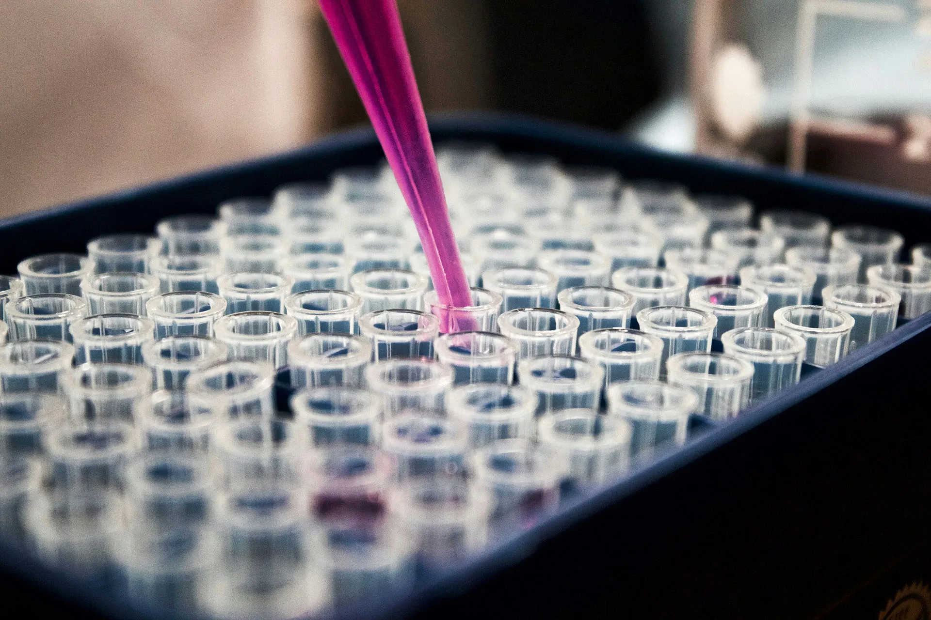  Pink pipette dispensing liquid into clear laboratory test tubes, representing scientific research and medical testing.