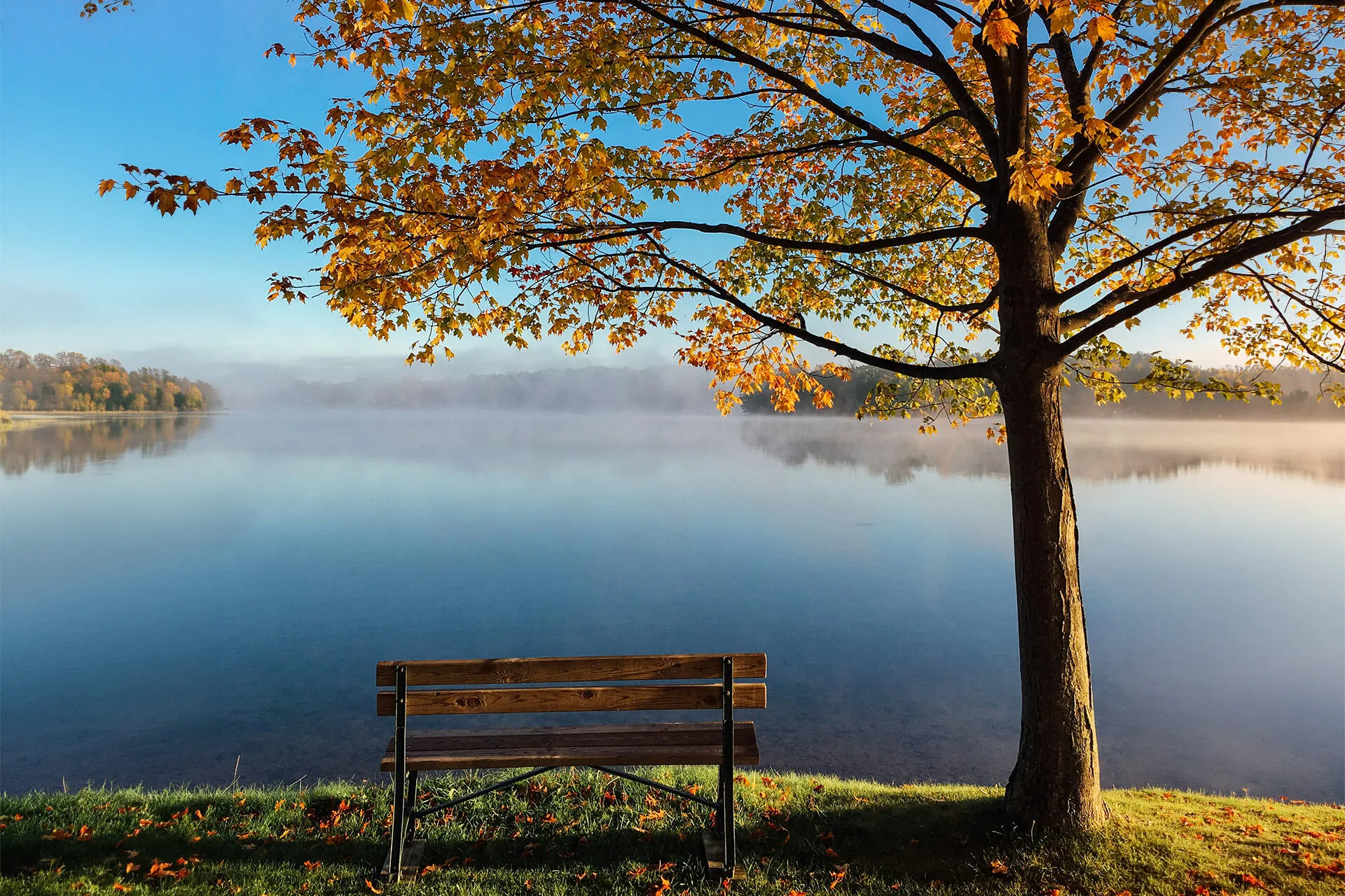 Wooden bench under a tree with golden autumn leaves overlooking a calm misty lake.